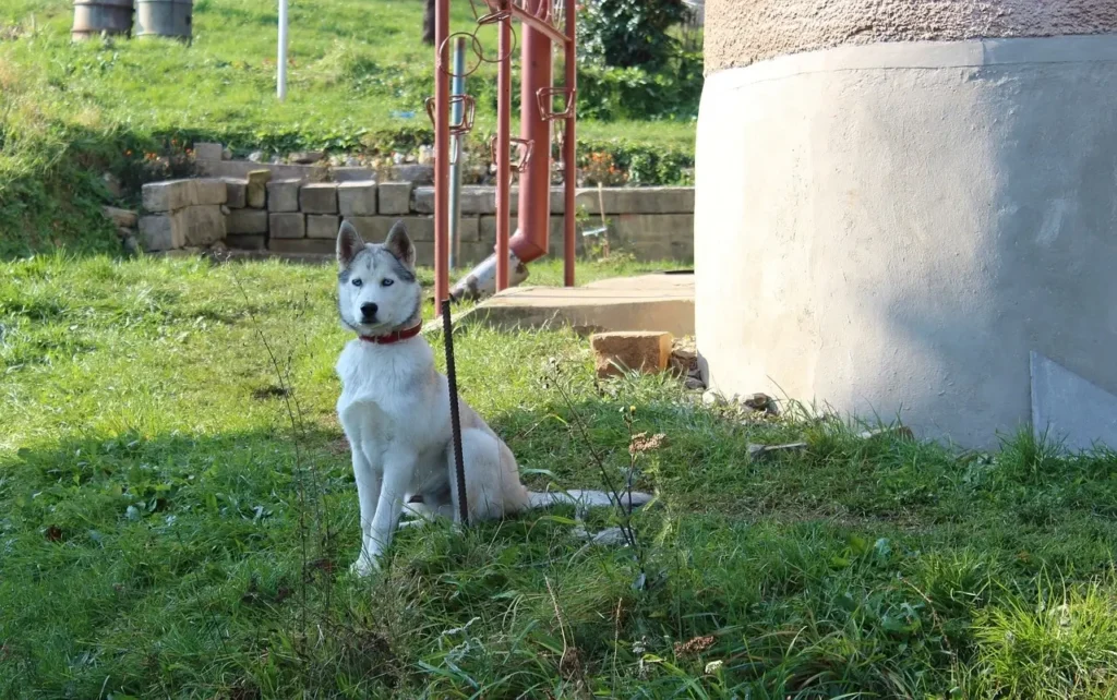 Pet sitting dans l'Aude